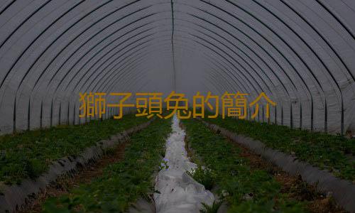 獅子頭兔的簡介