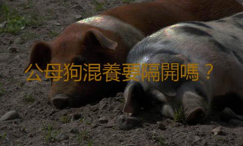 公母狗混養要隔開嗎？