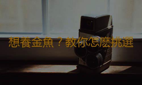 想養金魚？教你怎麽挑選金魚