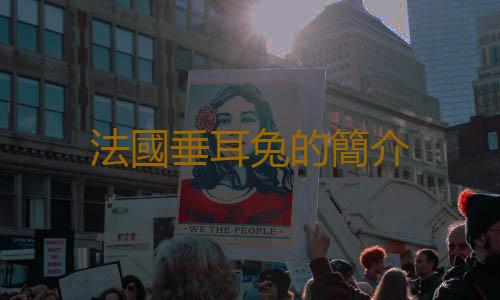 法國垂耳兔的簡介