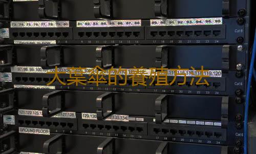 大葉傘的養殖方法