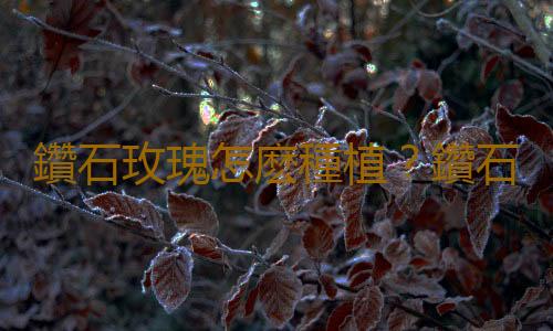 鑽石玫瑰怎麽種植？鑽石玫瑰的栽培方法