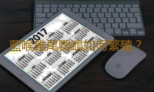 藍喉錐尾鸚鵡如何繁殖？藍喉錐尾鸚鵡的飼養方法