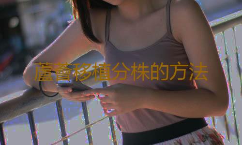 蘆薈移植分株的方法