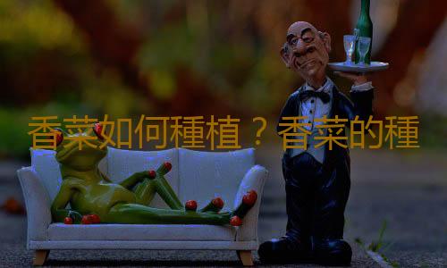 香菜如何種植？香菜的種植方法