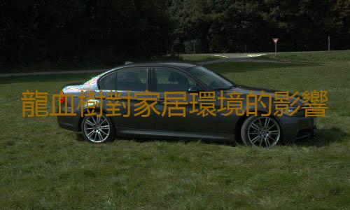 龍血樹對家居環境的影響